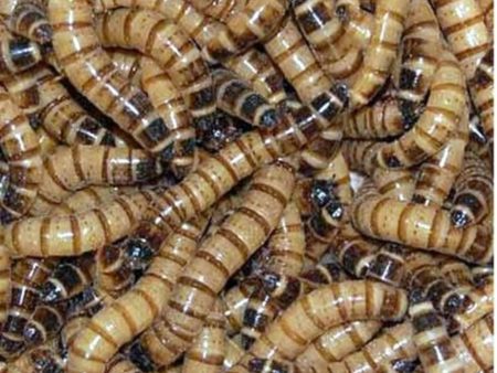 1000 Live Gutloaded Superworms Large Hot on Sale