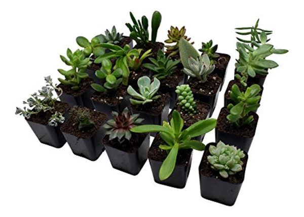 100-2 Inch Grower Pots with Drainage Holes, Planter Tags Great for Indoor Gardening, Seedlings, Starter Plants, Succulents, Herbs, Vegetables, Saplings, Propagation by Seven River Gardens Discount